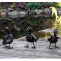 Ducklings