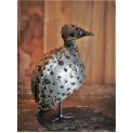 Guinea Fowl Chick 
