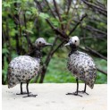 Guinea Fowl Chick 