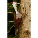 Woodpecker