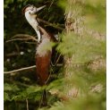 Woodpecker
