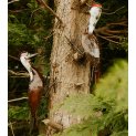 Woodpecker