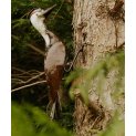 Woodpecker