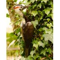 Woodpecker