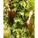 Woodpecker