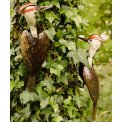 Woodpecker