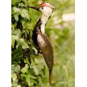 Woodpecker