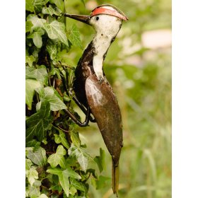 Woodpecker