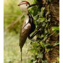 Woodpecker