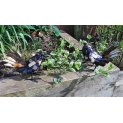 Fantail