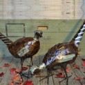 Pheasant